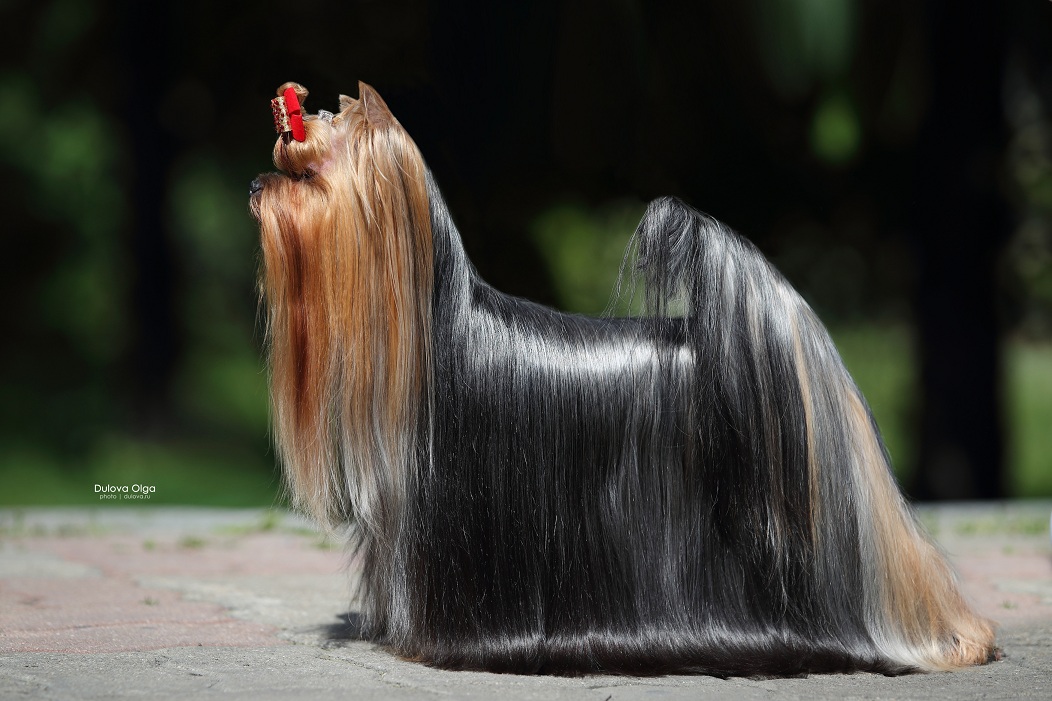 DIANA DEYA EVOLUTION SHOW &mdash; Labaza DogPedigree YorkshireTerrier